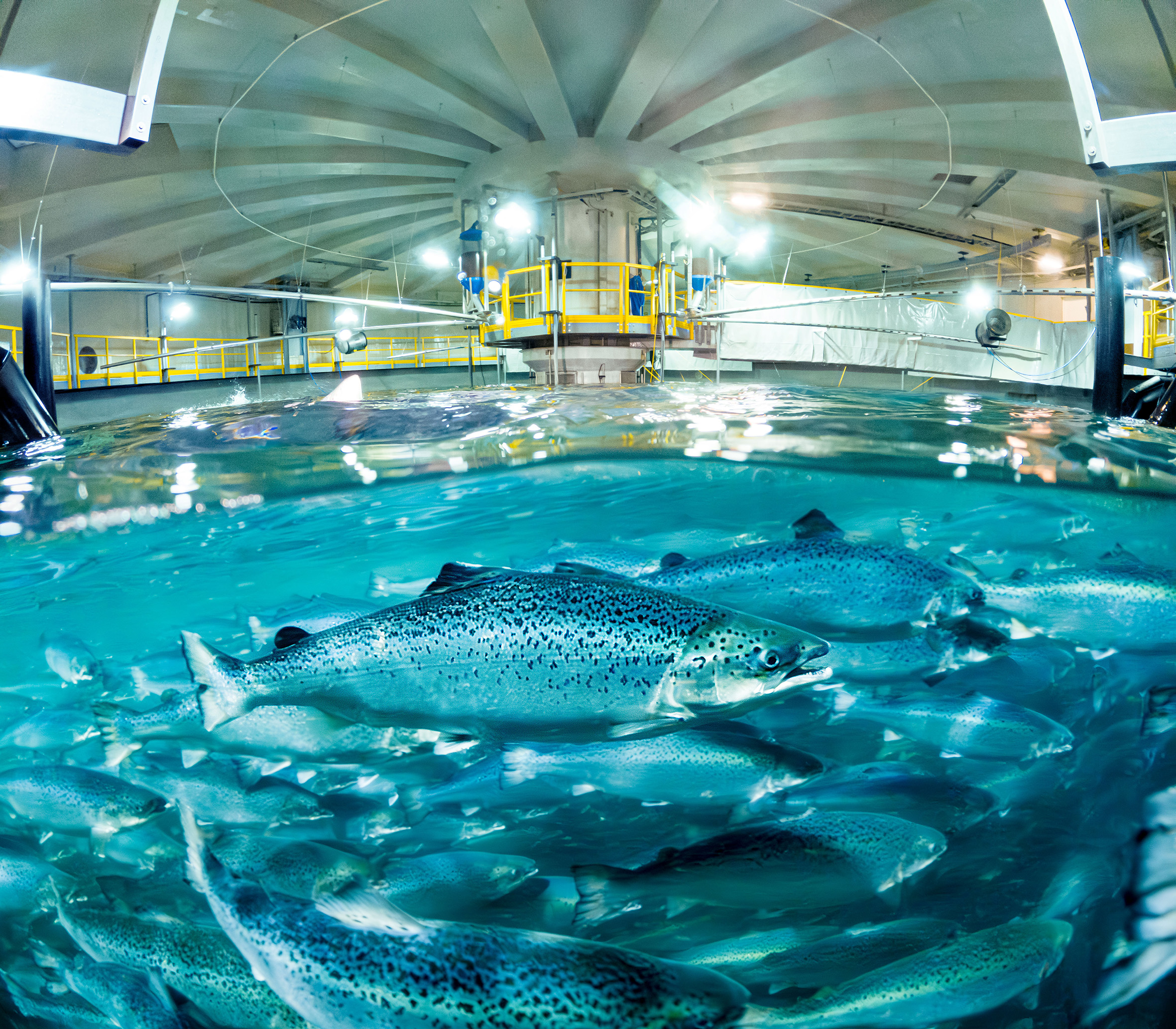 Salmon underwater in a fish farm photo: Salmon Evolution Indre Harøy