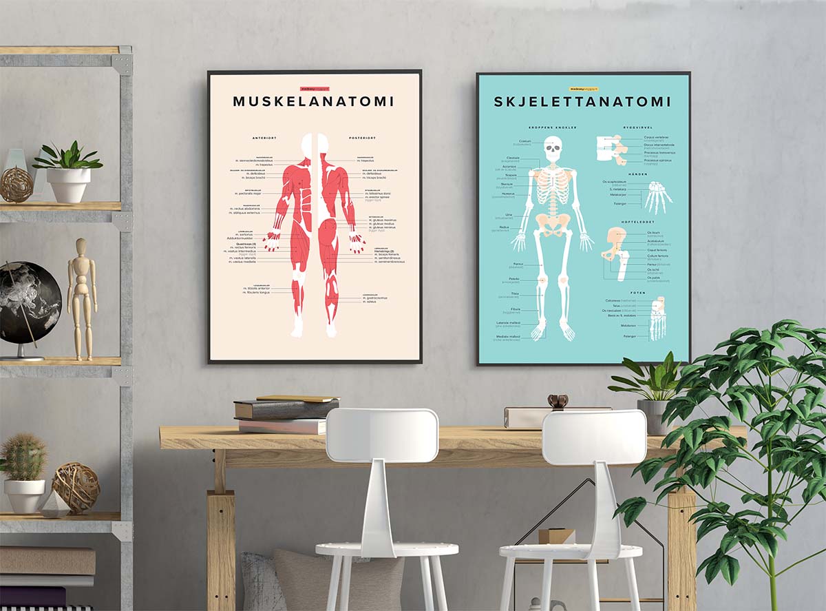 Lyst arbeidsrom med to plakater på veggen som viser muskelanatomi og skjelettanatomi, en skrivepult med stoler foran og hyller og planter som gir rommet et ryddig og moderne preg.